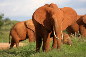 Røde elefanter i Tsavo